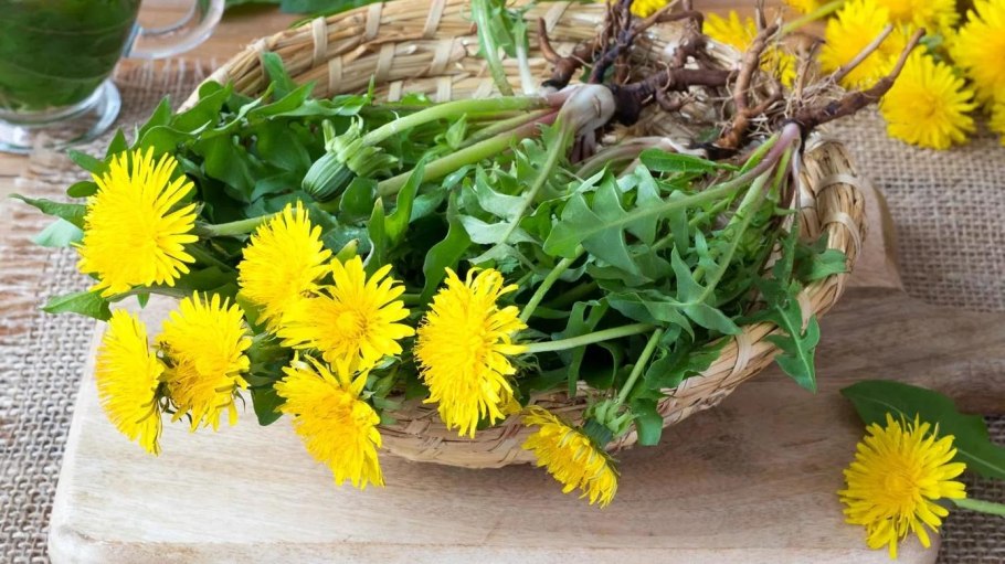 Dandelion root - корень одуванчика