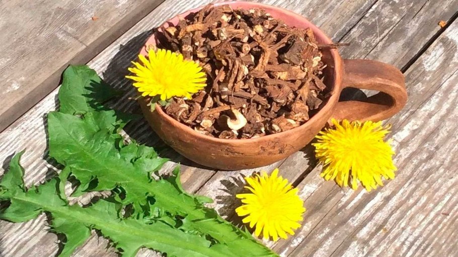 Dandelion root - корень одуванчика
