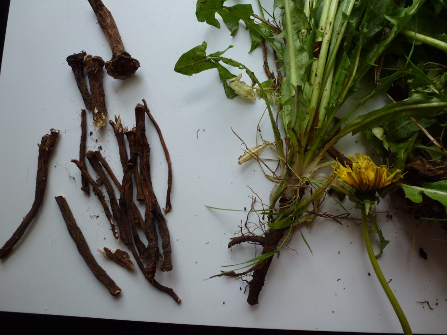 Dandelion root - корень одуванчика