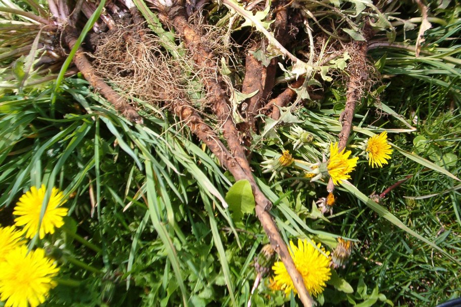 Корень одуванчика лопуха и пырея