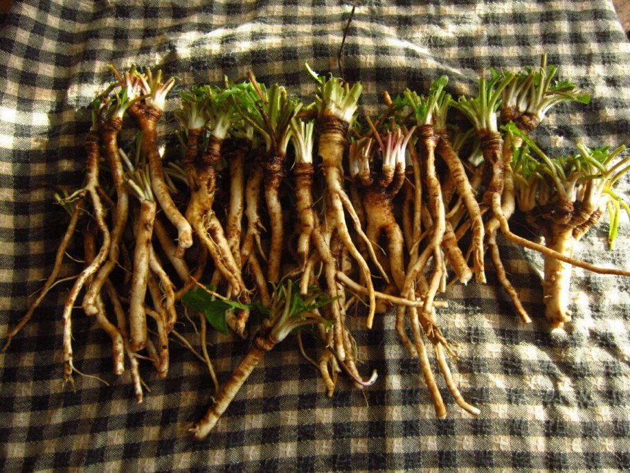 Taraxacum officinale гербарий