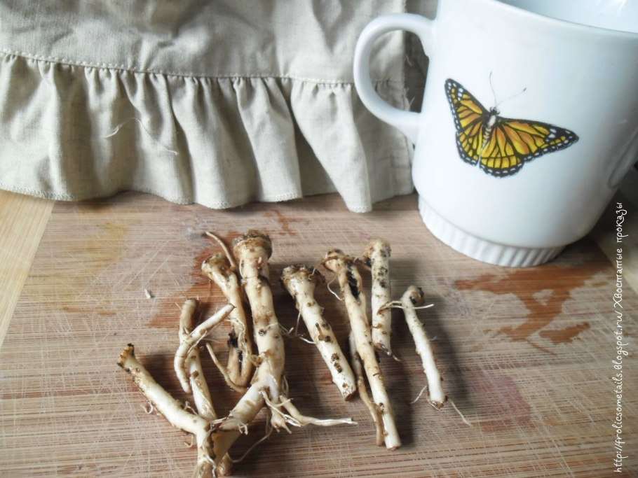 Болотный женьшень