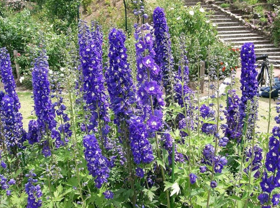 Дельфиниум Delphinium