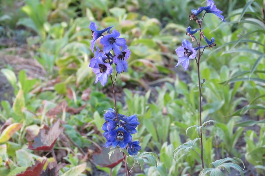 Дельфиниум живокость Полевая