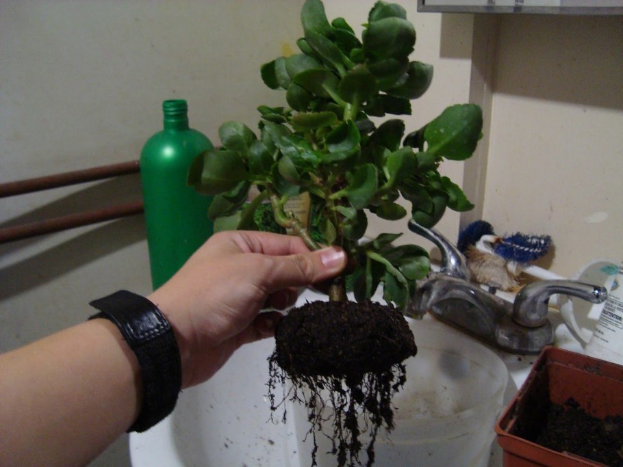 Каланхоэ Вивьен (Kalanchoe Vivien)