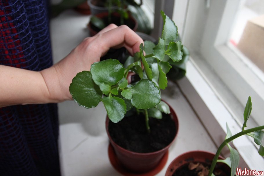 Каланхоэ serrata
