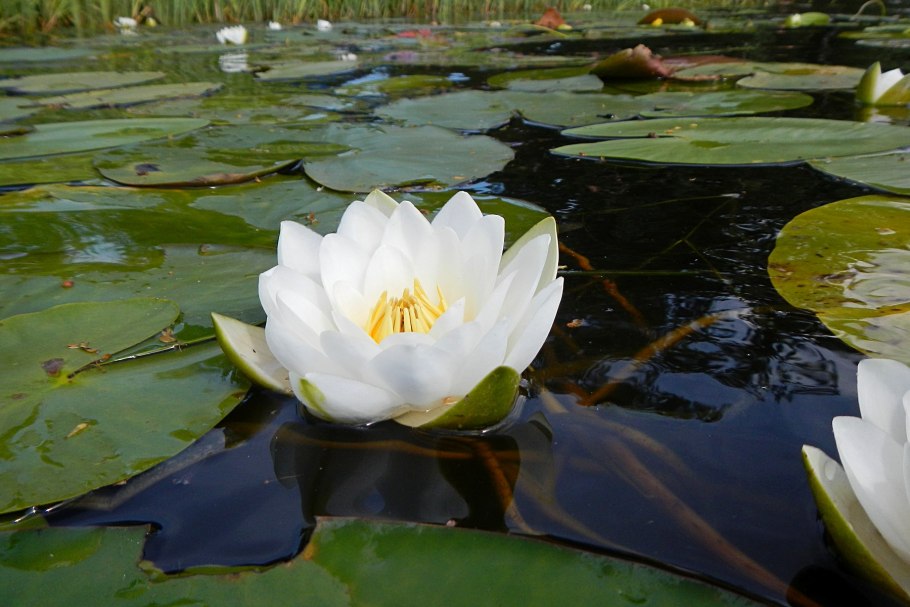 Кувшинка белая Nymphaea Alba l.