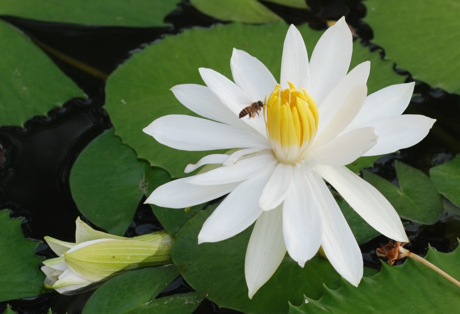 Nymphaea Candida