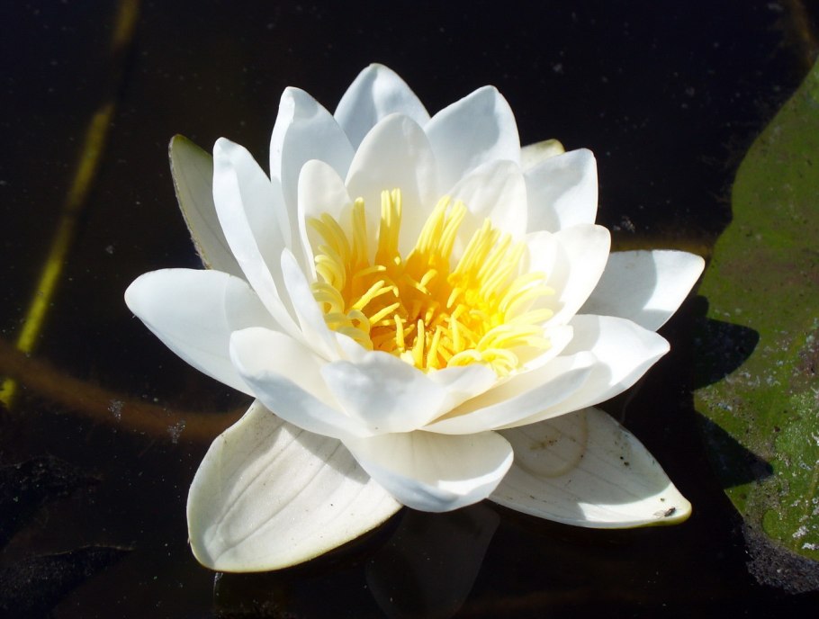 Кувшинка чисто-белая (Nymphaea Candida)
