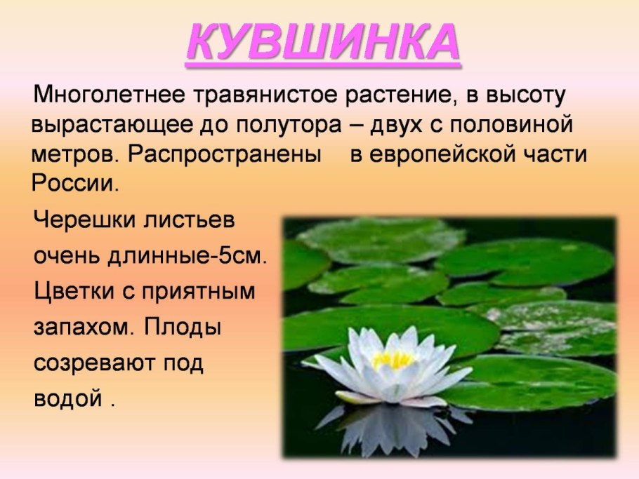 Кувшинка белая красная книга