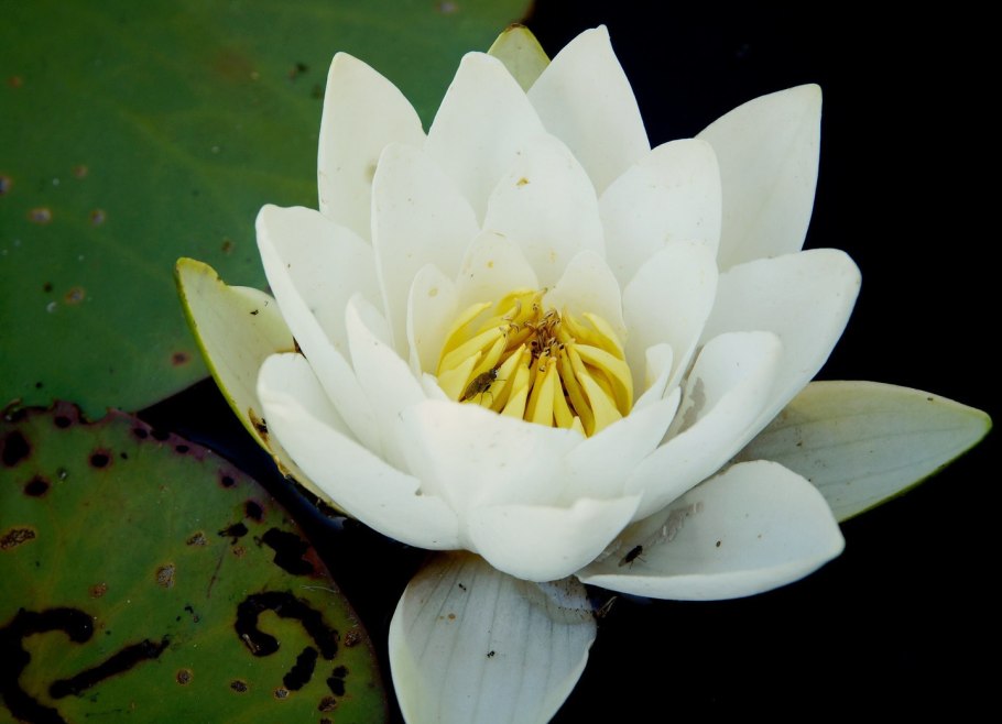 Кувшинка чисто-белая (Nymphaea Candida)