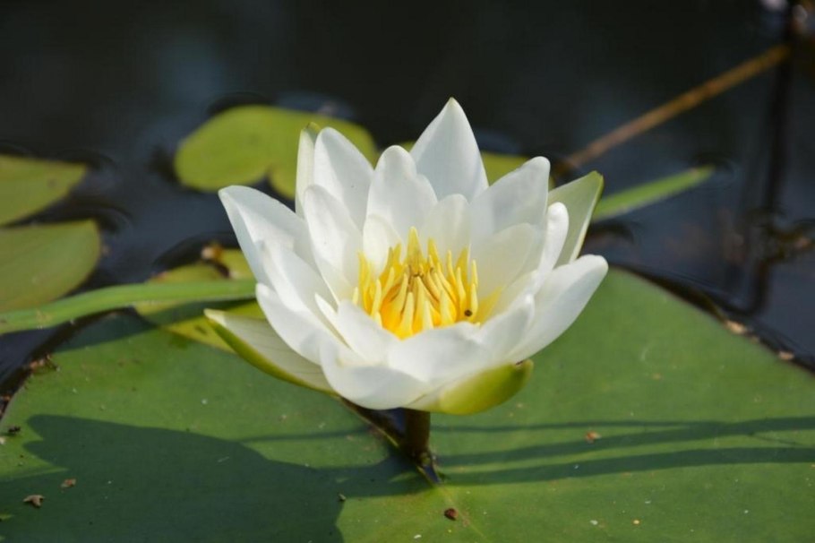 Кувшинка чисто-белая (Nymphaea Candida)