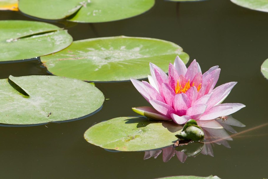 Water Lily информация