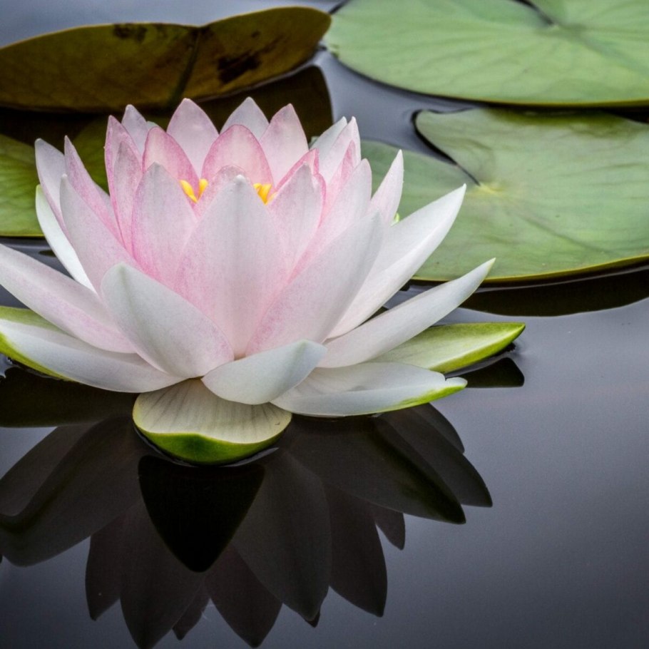 Кувшинка белоснежная Nymphaea Candida