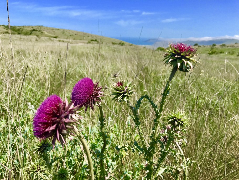 Расторопша пестролистная