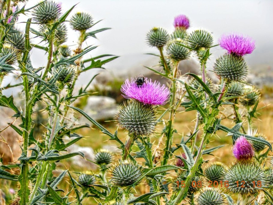 Семянка чертополоха курчавого
