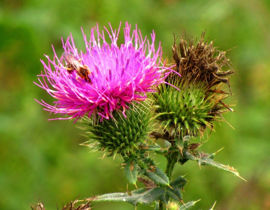 Milk Thistle расторопша Radiance