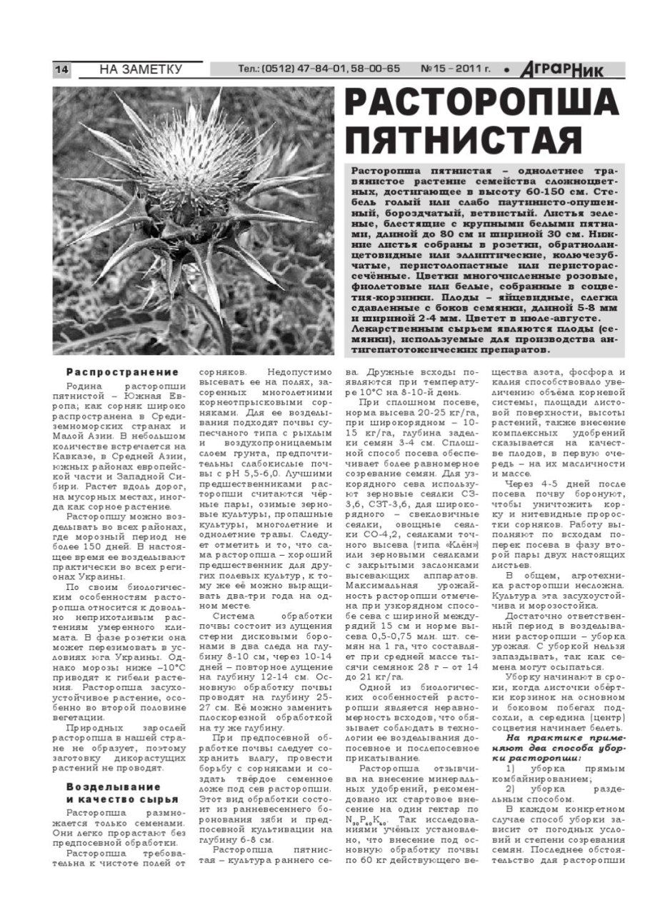 Посев расторопши пятнистой на полях