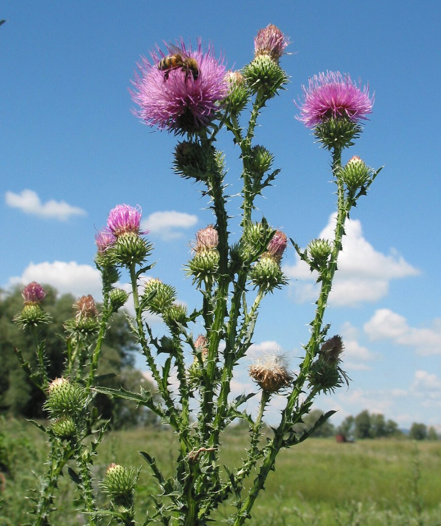 Материнская плата MSI 865gvm2-LS