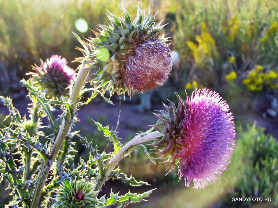 Татарник чертополох