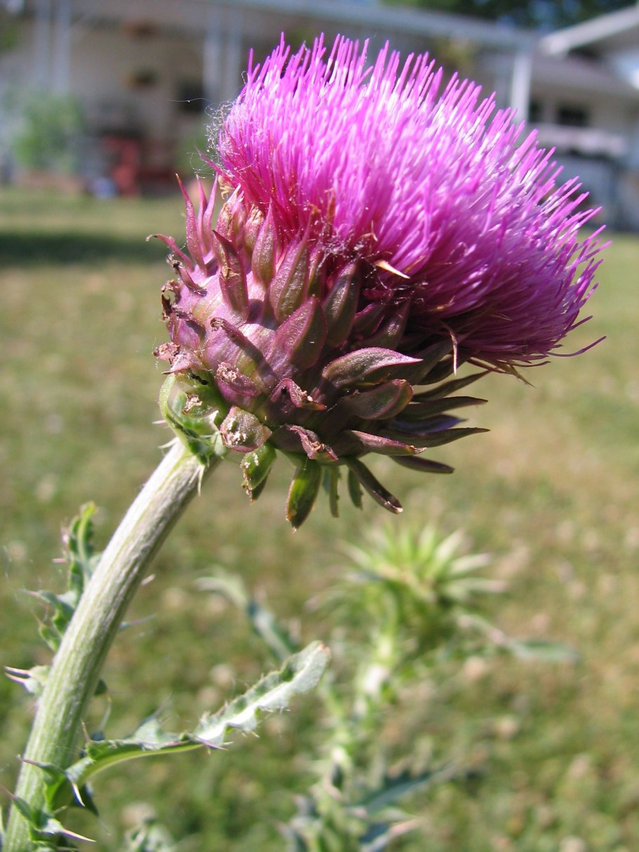 Расторопша экстракт Эвалар