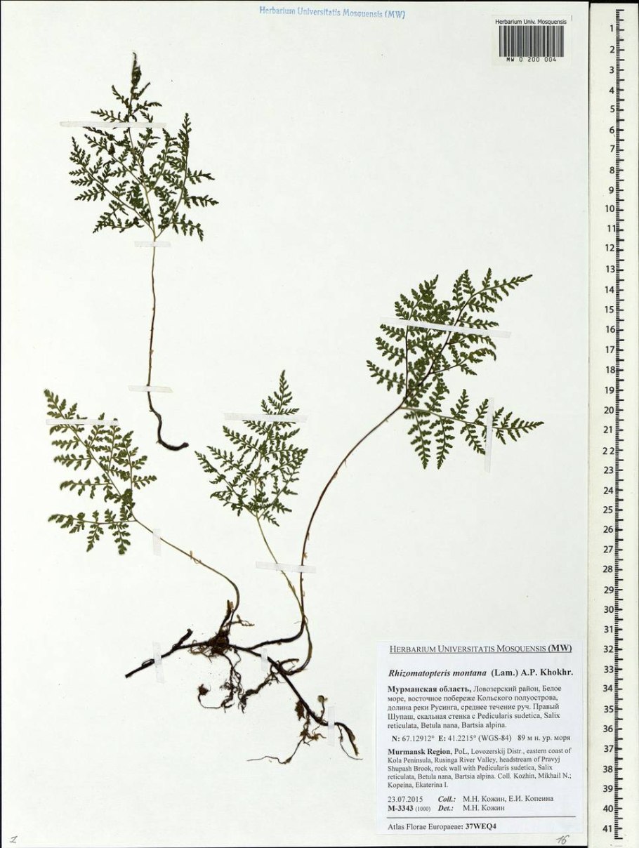 Пузырник папоротник