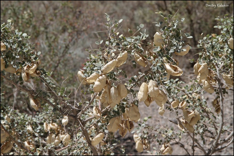 Пузырник фото