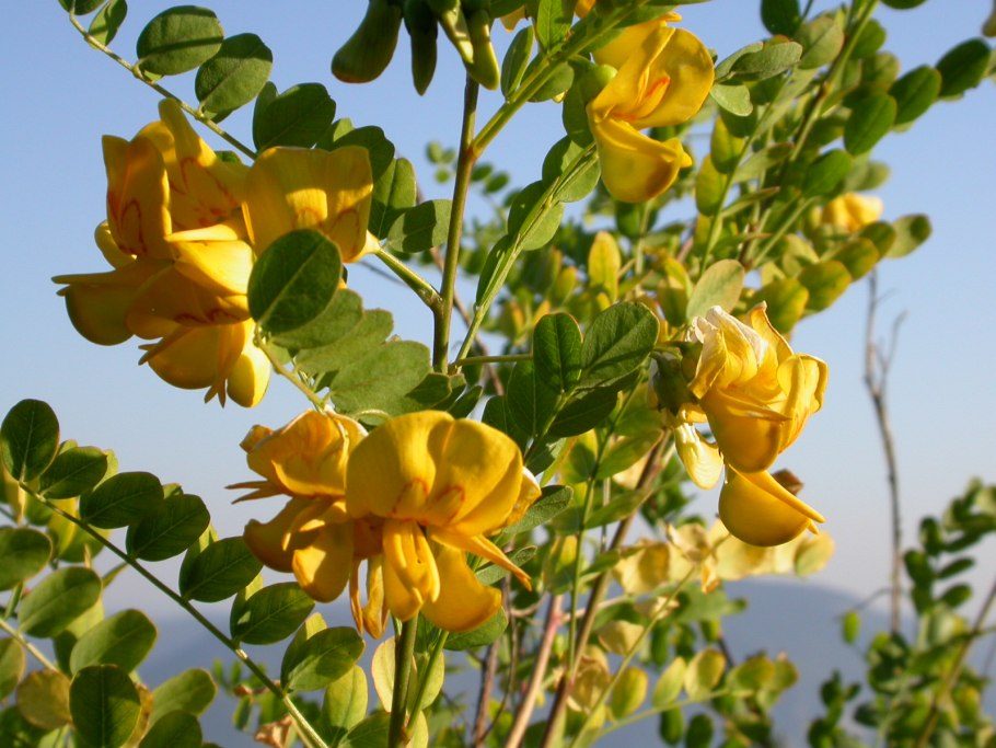 Цветы Узбекистана