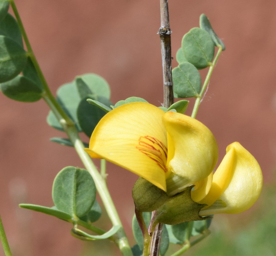 Выпускники совхоза техникума 1986 года