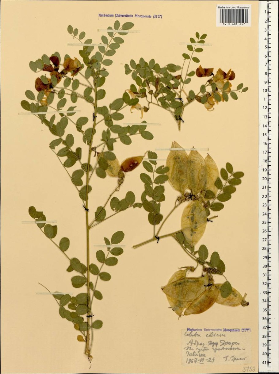 Пузырник цветок