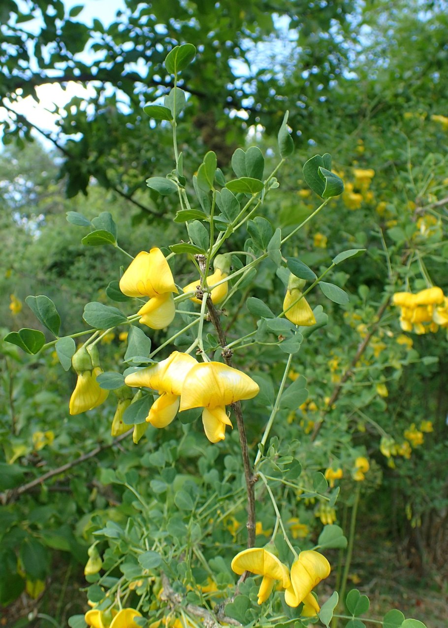 Пузырник луковиценосный