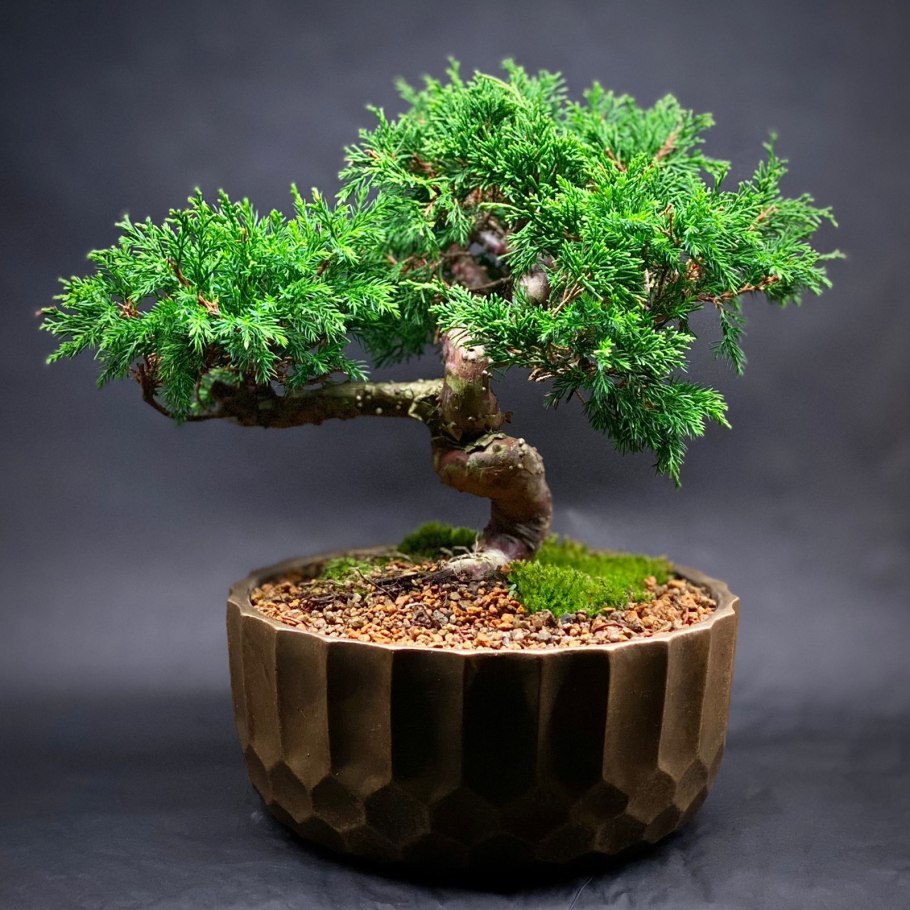 Juniper Japan