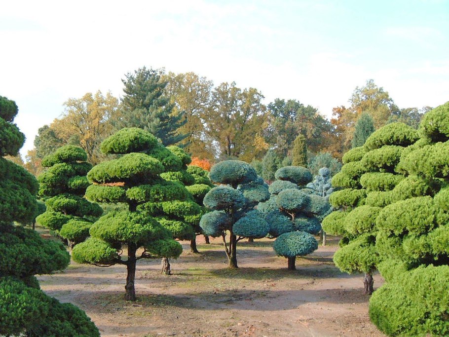 Сосна Горная ниваки