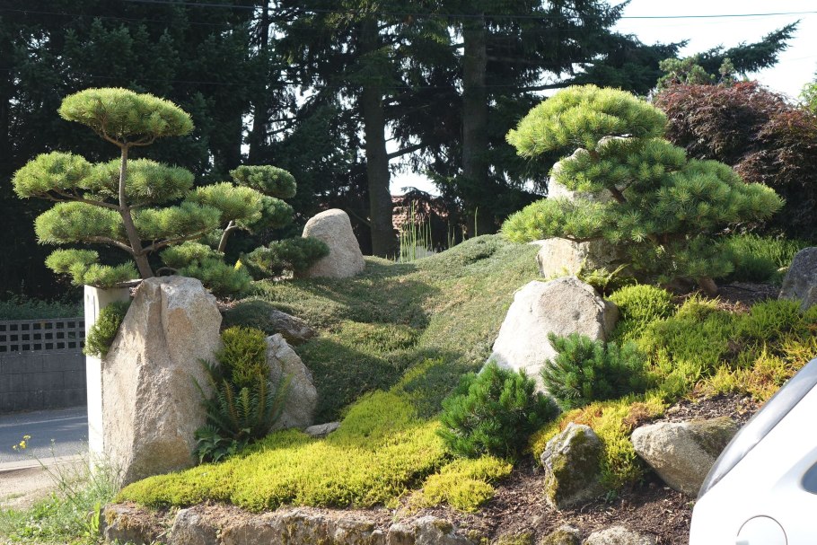 Бонсай ниваки сосна