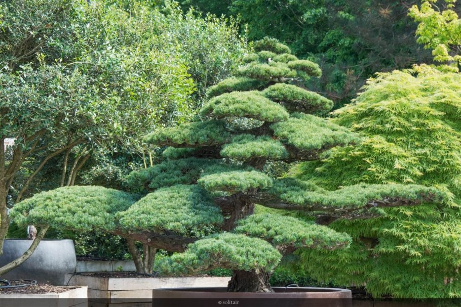 Можжевельник ниваки