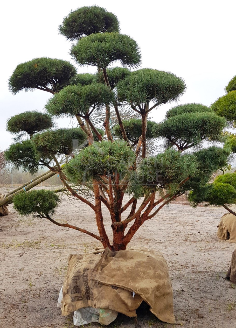 Топиар можжевельник казацкий