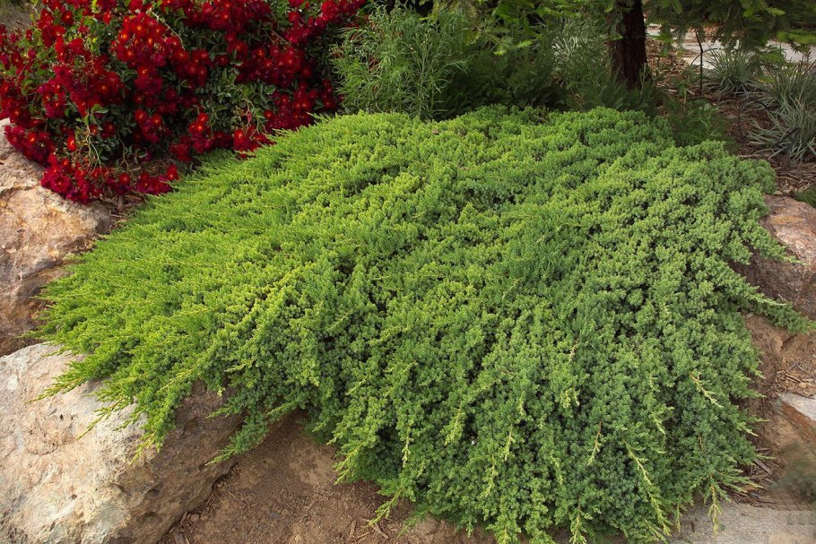 Можжевельник казацкий ниваки