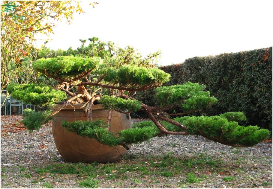 Ниваки Котобуки