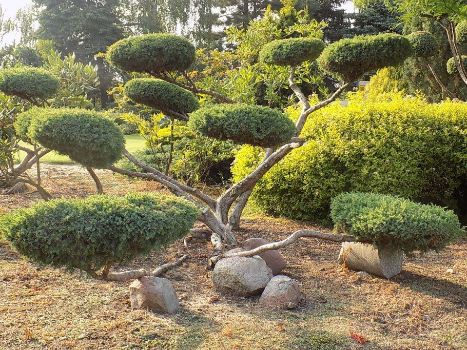 Можжевельник Мейери ниваки