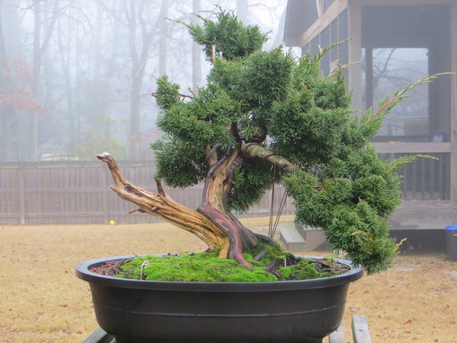 Можжевельник ниваки бонсай