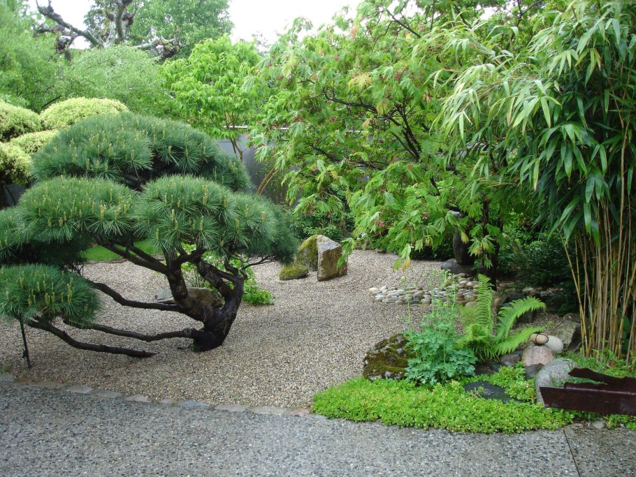 Бонсай орешник