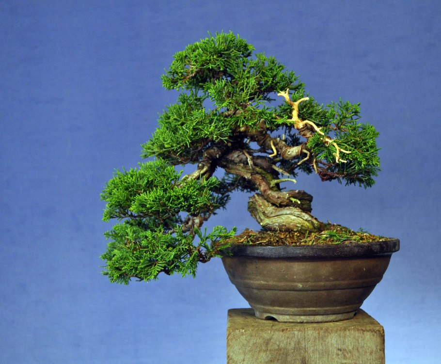 Лиственница ниваки