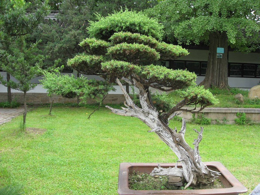 Спирея японская фитопластика