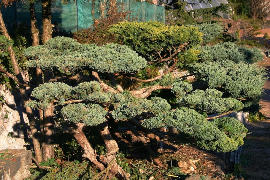 Сосна Веймутова ниваки