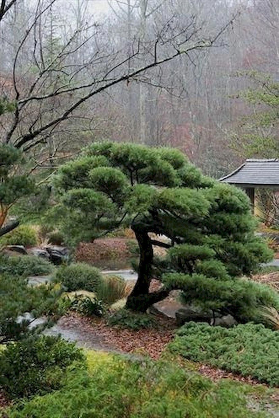 Бирючина ниваки