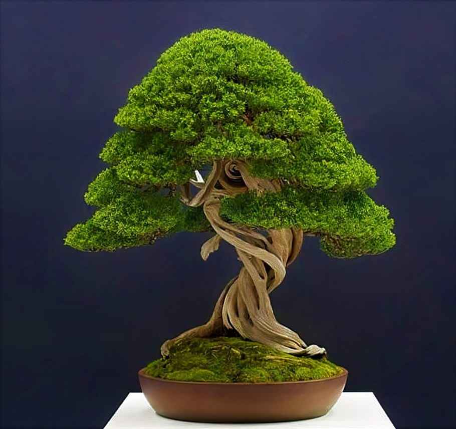 Бирючина ниваки