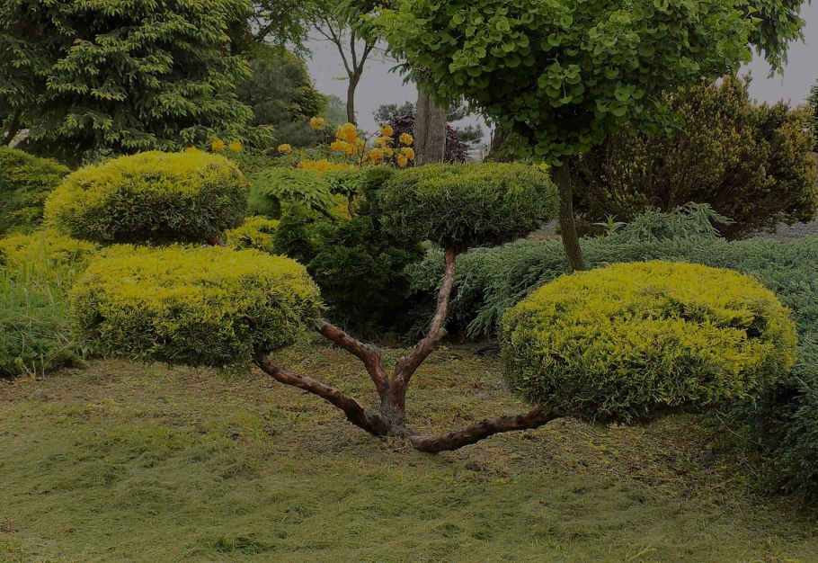 Можжевельник Мейери ниваки