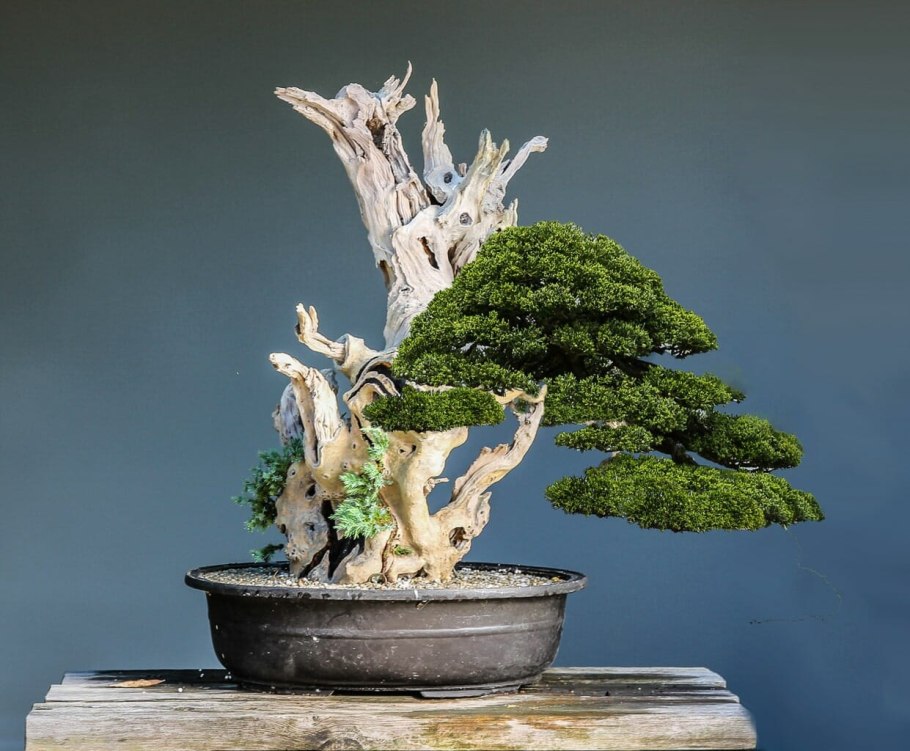 Можжевельник казацкий ниваки