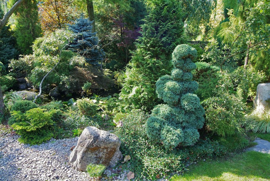 Бирючина обыкновенная ниваки