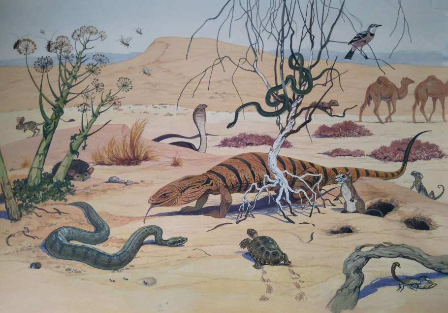 Пустыня животные и растения